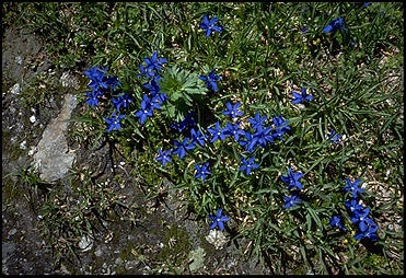 Click Here to View Larger