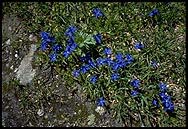 Alpine flowers