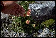 Alpine flowers